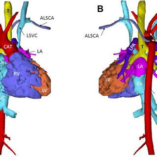 cardiac labeled  volume rendering  scientific diagram