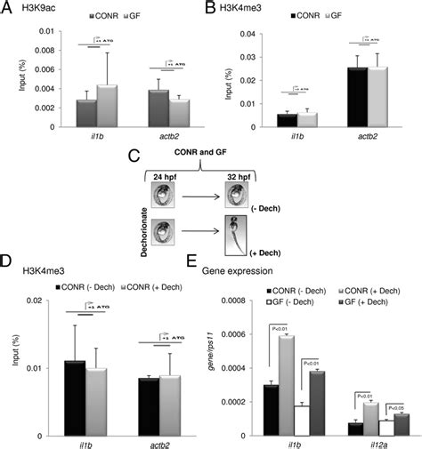 Histone modifications are not regulated by commensals or hatching. (A ... 