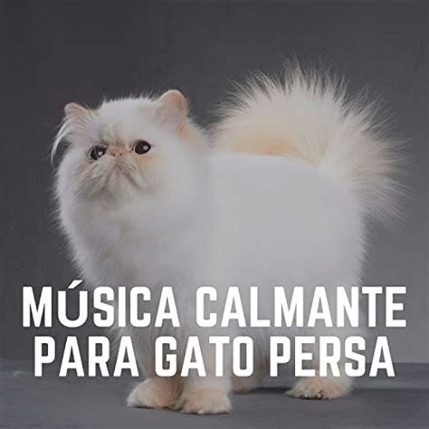 Play M Sica Calmante Para Gato Persa By M Sica Para Gatos M Sica Para