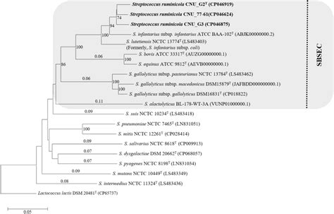 Phylogenetic Tree Based On Genome Sequences Of Streptococcus Ruminicola