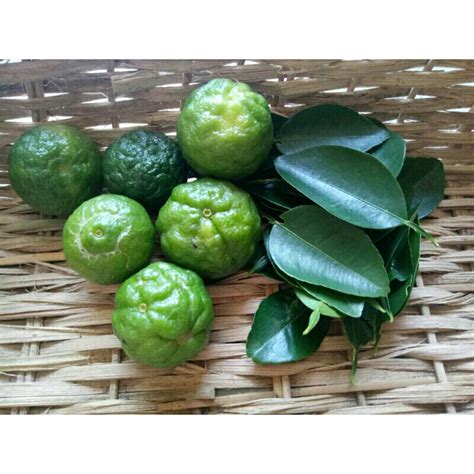 Jual Buah Jeruk Limau Segar Jeruk Sambal Gr Citrus Hystrix Shopee