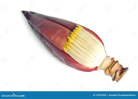 Banana Blossom Banana Bud Also Called As Banana Flower Isolated On