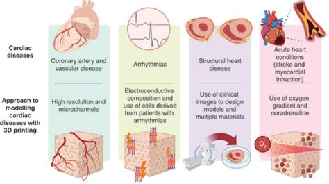 Full Article D Bioprinted Cardiac Tissues And Their Potential For