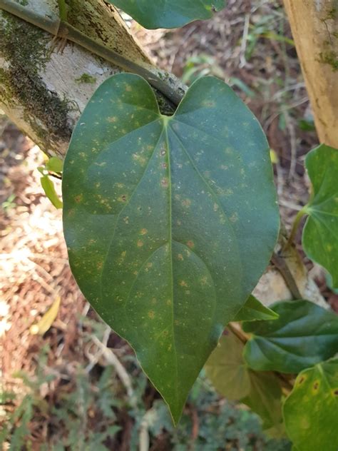 Australian Pepper Vine From Lake Macdonald Qld Australia On May