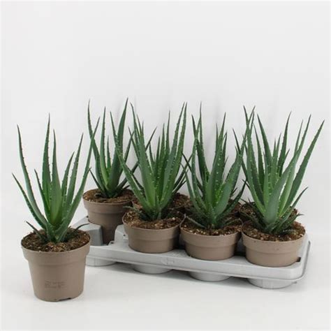 Aloe Arborescens Plant Wholesale Floraccess