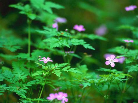 Forest Flowers Wallpaper Free HD Backgrounds Images Pictures