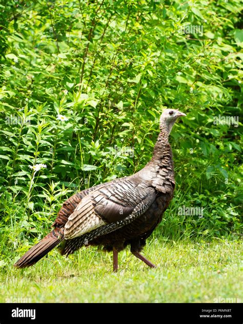 Eastern Wild Turkey Hen Hi Res Stock Photography And Images Alamy