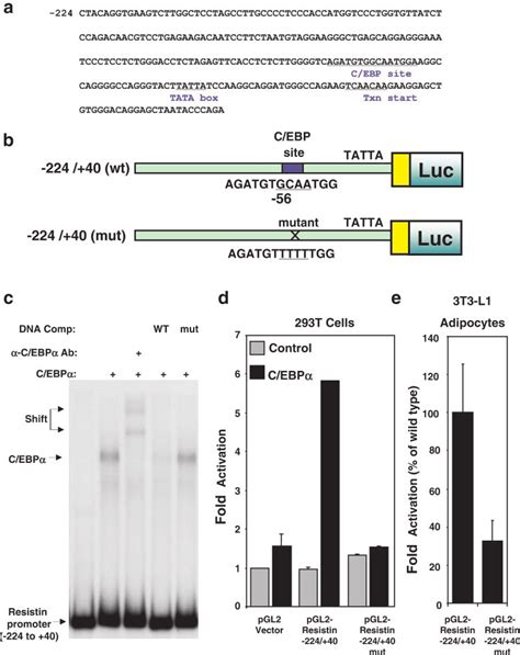 Transcription From The Resistin Promoter Required A C Ebp Binding Site