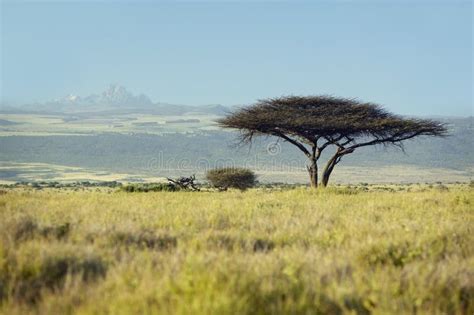 Il Monte Kenya Ed Albero Solo A Tutela Di Lewa Kenya Africa Dell