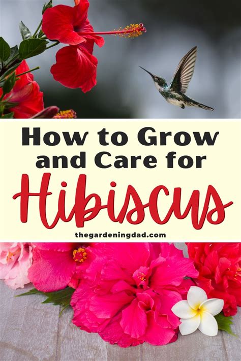 Ultimate Guide To Indoor Hibiscus Care Hibiscus Plant Growing