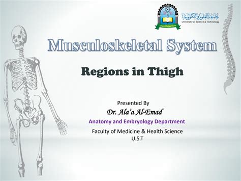 SOLUTION Anatomy Musculoskeletal Systems Regions In Thigh Studypool