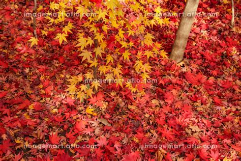 地面を埋め尽くす紅葉したモミジの葉の写真素材 [182574202] イメージマート