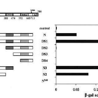 Smrt Interacts With The Coiled Coil Region Of Stat A Analysis Of