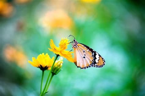 Tigre Llano Danaus Chrysippus Butterfly Visitando Flor En La Naturaleza