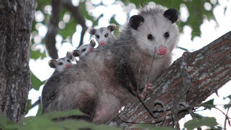 Mexican Opossum