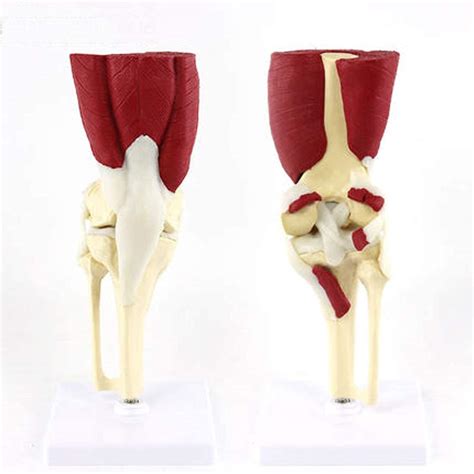 Buy Anatomy Model Educational Model Knee Joint Model Medical