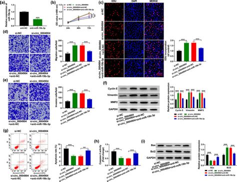 Circ 0004904 Knockdown Promoted HTR 8 SVneo Cells Development By