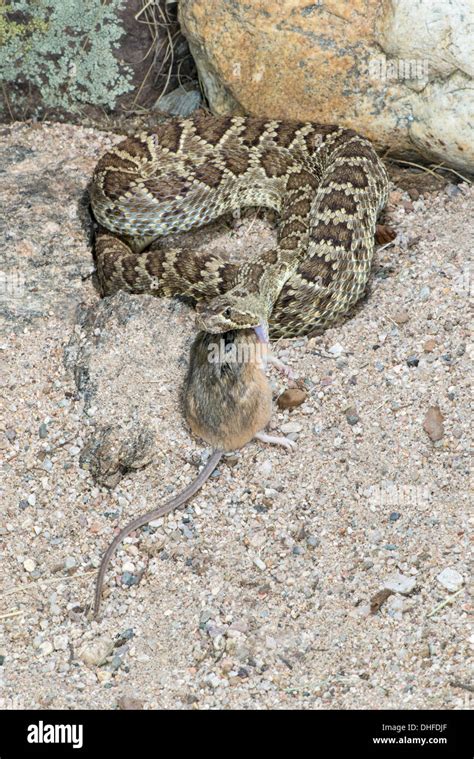 Mohave Rattlesnake Eating A Cactus Mouse Crotalus Scutulatus