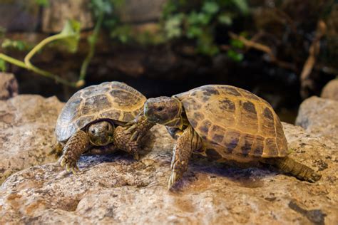 Terrário para jabuti Como fazer em quintal ou apartamento Guia Animal