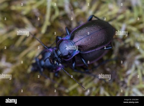 Ground Beetles Hi Res Stock Photography And Images Alamy