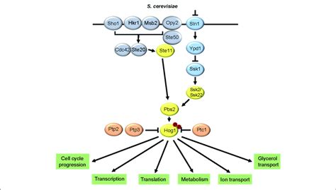 Hog Pathway Architecture In Saccharomyces Cerevisiae The Two Download Scientific Diagram