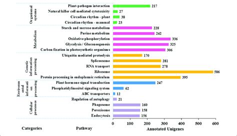 Functional Classification Of The Assembled Unigenes Based On Kyoto