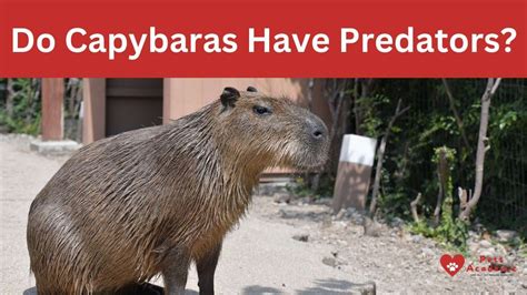 Do Capybaras Have Predators YouTube