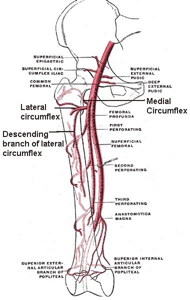 [figure Branches Of The Femoral Artery ] Statpearls Ncbi Bookshelf