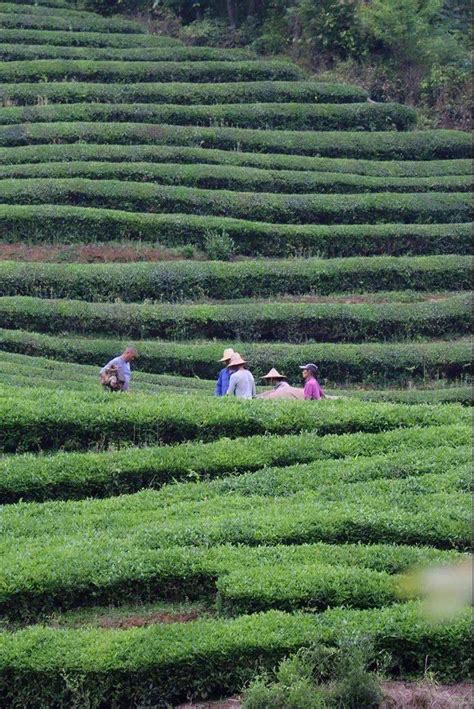 哇，婺源绿茶，名不虚传！！！茶叶