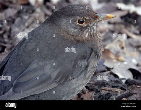 Flycatchers Of The World Hi Res Stock Photography And Images Alamy