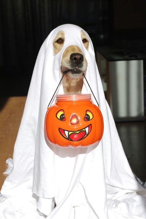 Disfraz De Fantasma Para Perros Halloween Disfraces Disfraces De