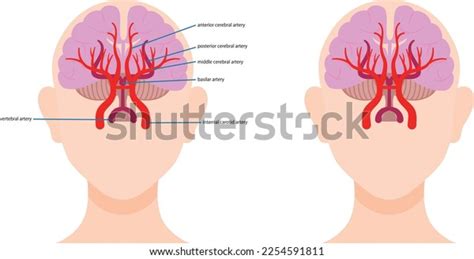 Illustration Blood Vessels Brain Stock Vector (Royalty Free) 2254591811 ...