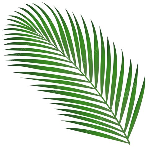 Clipart Daun Kelapa Daun Kelapa Png Daun Kelapa Vektor Daun Kelapa