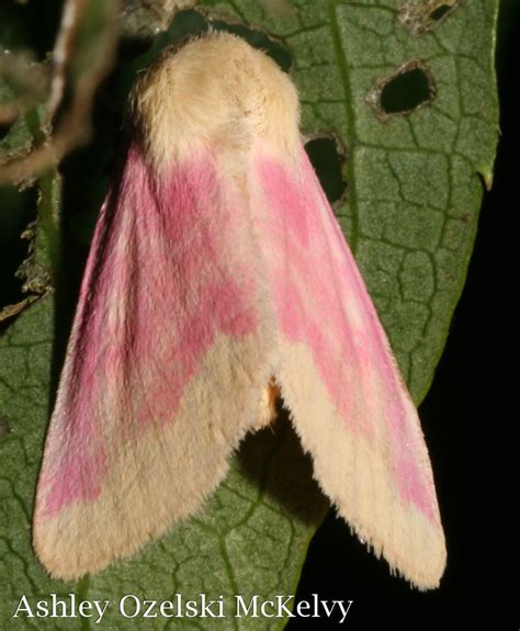 56 Best Of Moths Of Florida Insectza