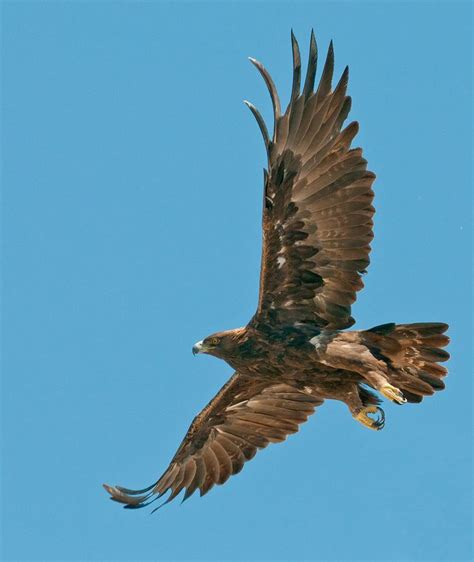 Golden Eagle Flying with Prey