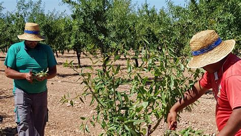 6 Ventajas De La Agricultura Ecológica Que No Conocías Almendras Chirlata