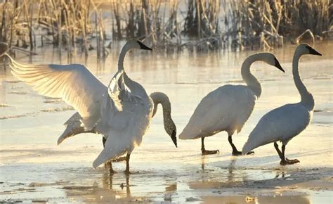 Trumpeter Swan - Facts, Diet, Habitat & Pictures on Animalia.bio