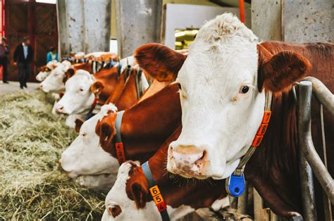 Rinderzucht Austria Seminar Tierwohl Nachvollziebar Und Messbar Machen