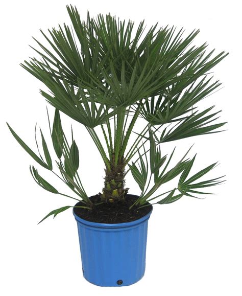 14 of the Best Indoor Palm Trees for a Tropical Vibe