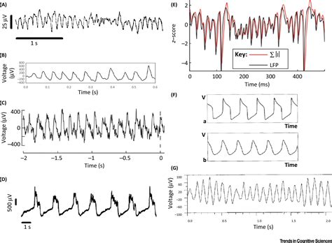 Brain Oscillations And The Importance Of Waveform Shape Trends In