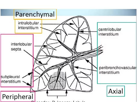 Anatomy And Physiology Of Lung Interstitium Ppt Free Download