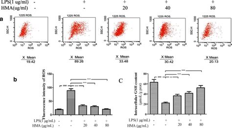 HMA Inhibits LPS Induced Increases Intracellular Reactive Oxygen