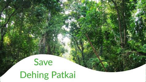 Shocking Reality Of Assam Rainforest Dehing Patkai 1000000beforeidie