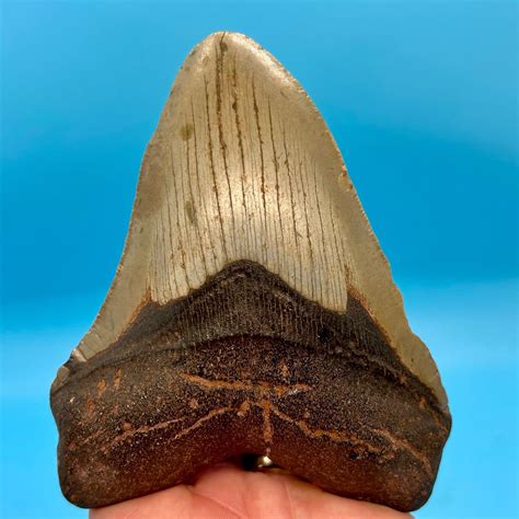 Shark Tooth Fossil Artofit