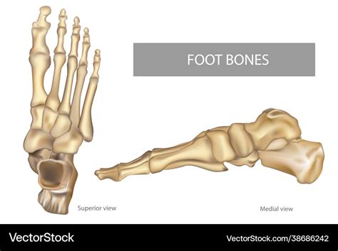 Anatomy bones feet orthdiagram Royalty Free Vector Image