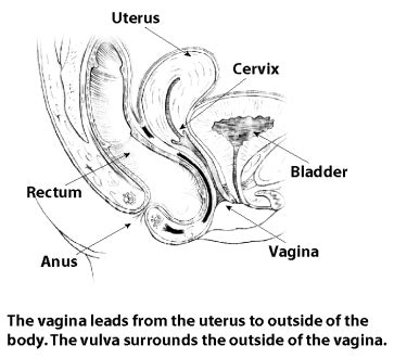 Vulva Vagina Porn Sex Photos