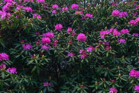 Catawba Rhododendron Shrub, Rhododendron Catawbiense Stock Photo ...