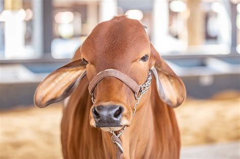 Premium Photo Brazilian Zebu Elite Cattle In A Exhibition Park