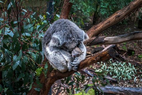 Koala Habitat Loss: Causes, Effects, And Conservation Strategies