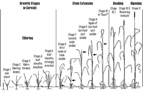 Understanding Wheat Growth Stages for Estimating Wheat Freeze Injury ...